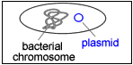 plasmid2.gif